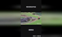 鳄鱼吃瓜视频大全播放免费,趣味横生瞬间集锦